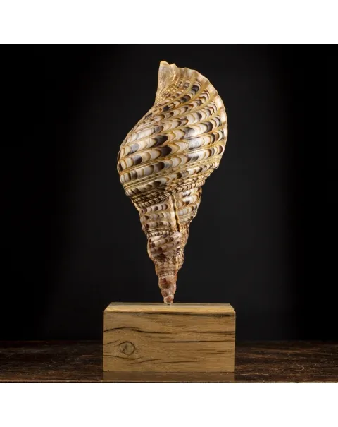 Charonia Tritonis su piedistallo