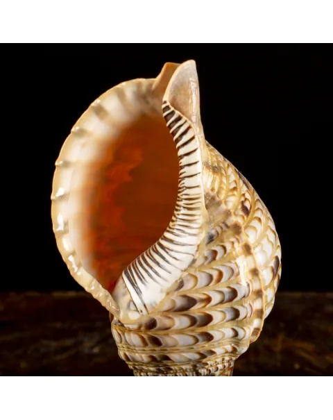 Charonia Tritonis su piedistallo