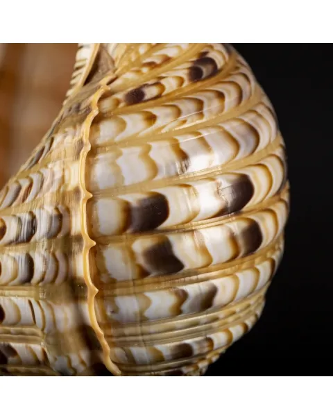 Charonia Tritonis su piedistallo