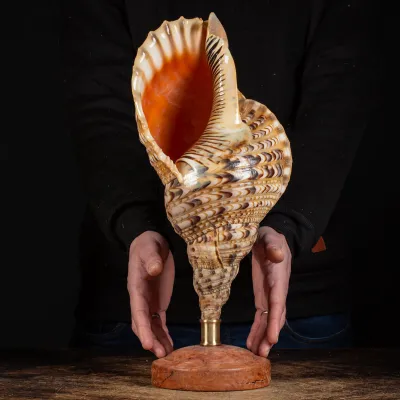 Charonia Tritonis su piedistallo