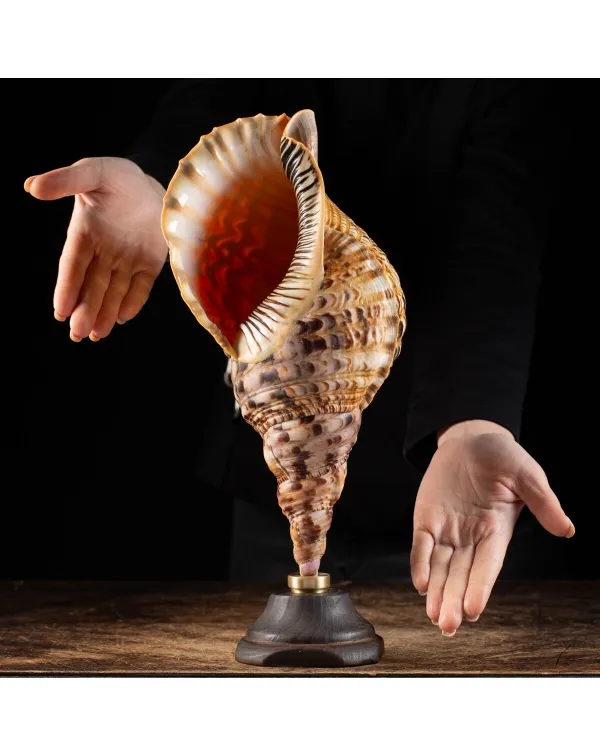 Charonia Tritonis su piedistallo