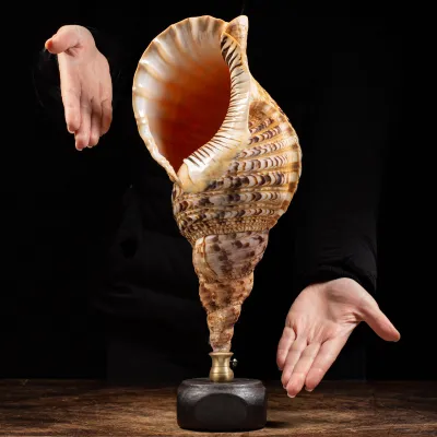 Charonia Tritonis su piedistallo
