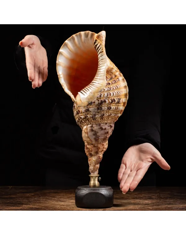 Charonia Tritonis su piedistallo