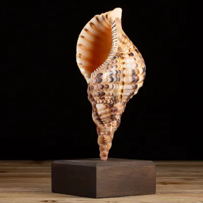 Charonia Tritonis su piedistallo