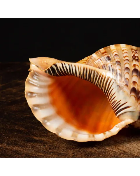 Charonia tritonis (Linnaues, 1758)