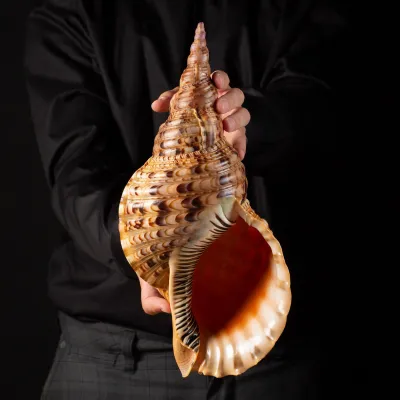 Charonia tritonis (Linnaues, 1758)