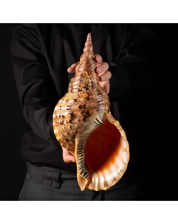 Charonia tritonis (Linnaues, 1758)