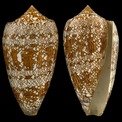 Conus Textile