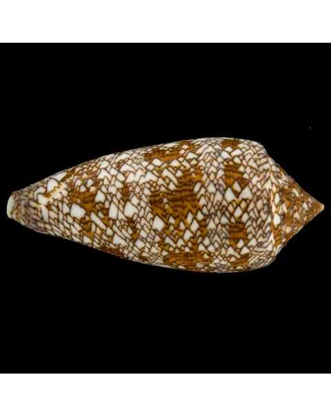 Conus Textile