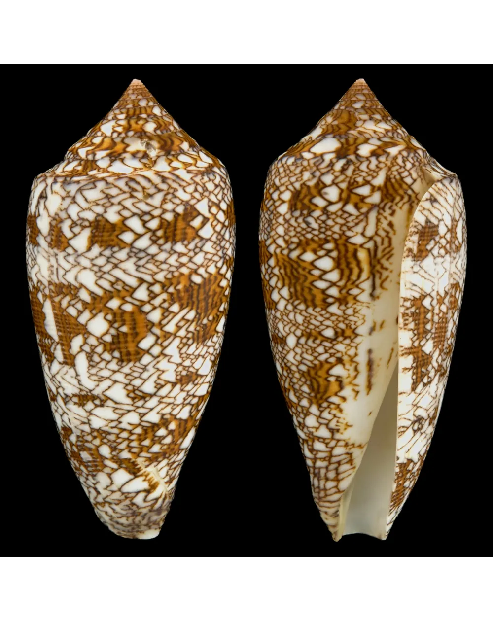 Conus Textile