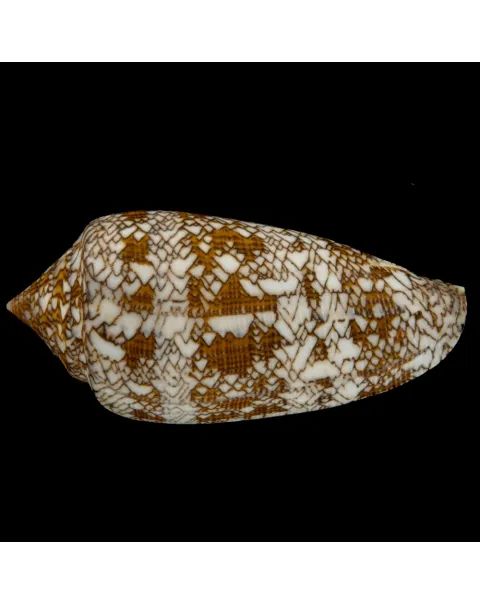 Conus Textile