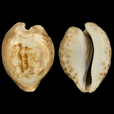 Cypraea Teulerei