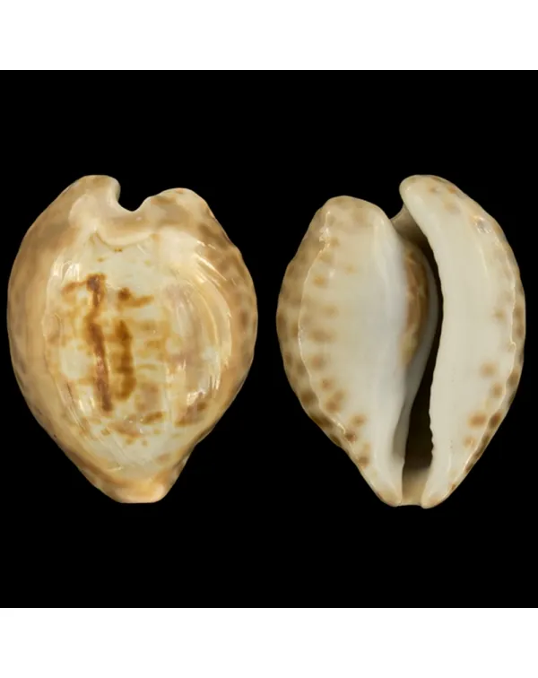 Cypraea Teulerei