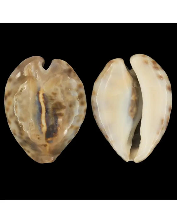 Barycypraea Teulerei