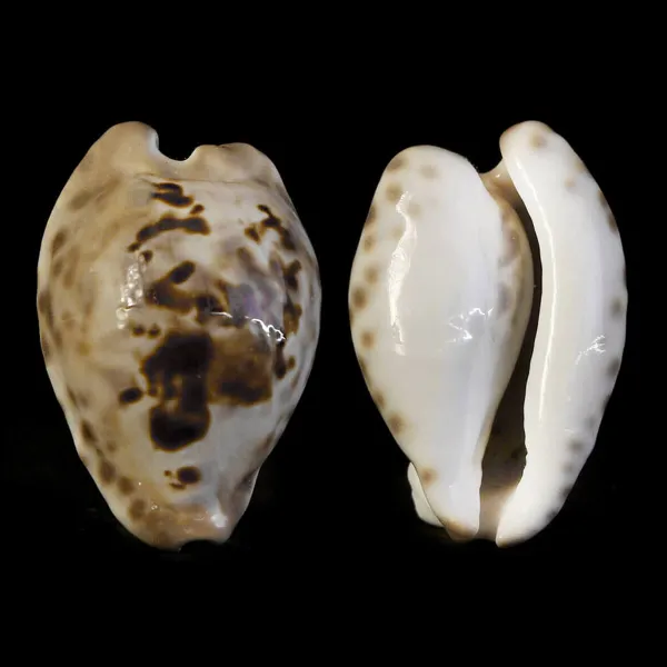 Barycypraea Teulerei