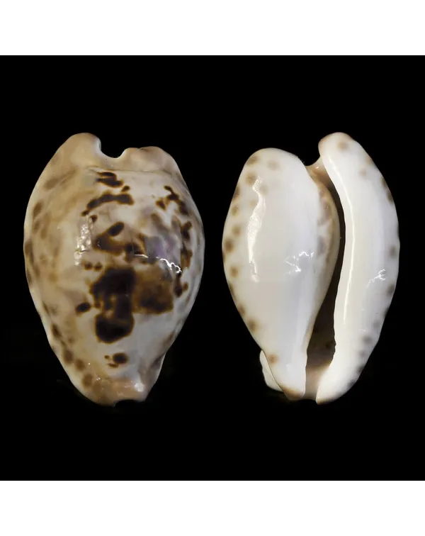 Barycypraea Teulerei