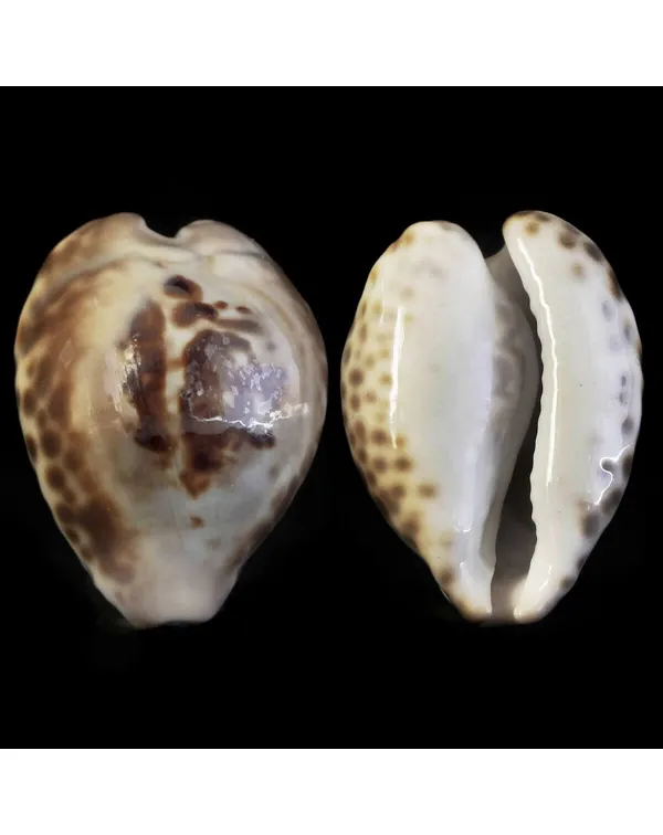 Barycypraea Teulerei