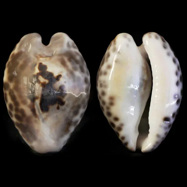 Barycypraea Teulerei
