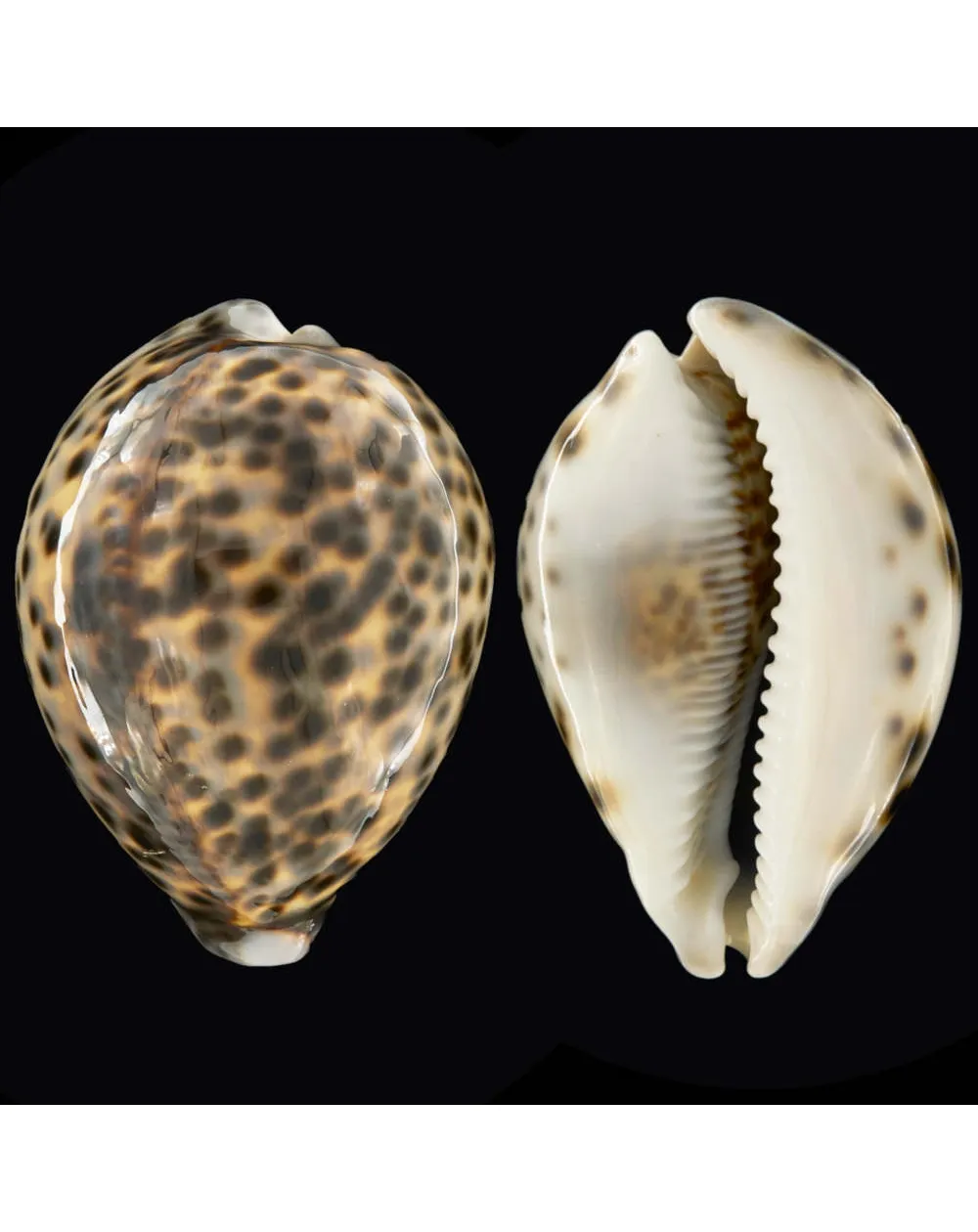 Cypraea Tigris Schilderiana