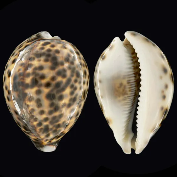 Cypraea Tigris Schilderiana