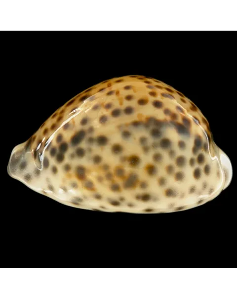 Cypraea Tigris Tigris