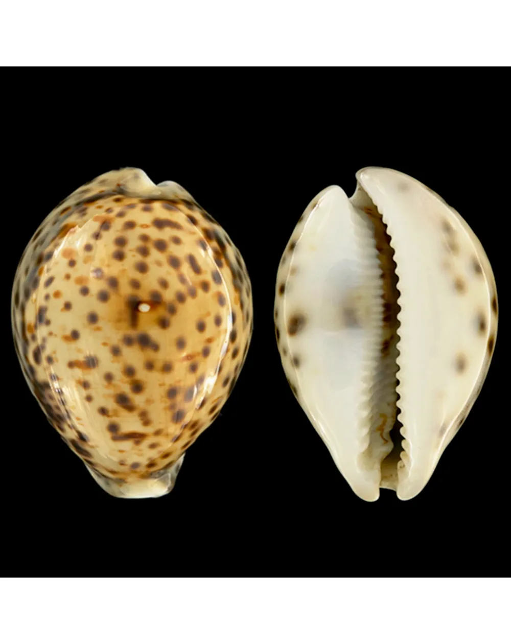 Cypraea Tigris Tigris