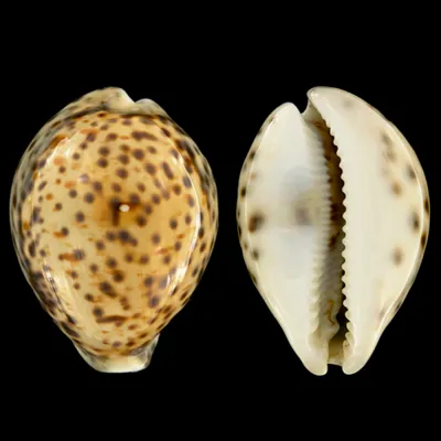 Cypraea Tigris Tigris
