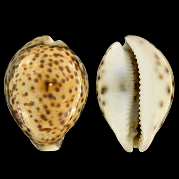 Cypraea Tigris Tigris