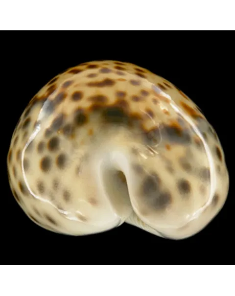 Cypraea Tigris Tigris