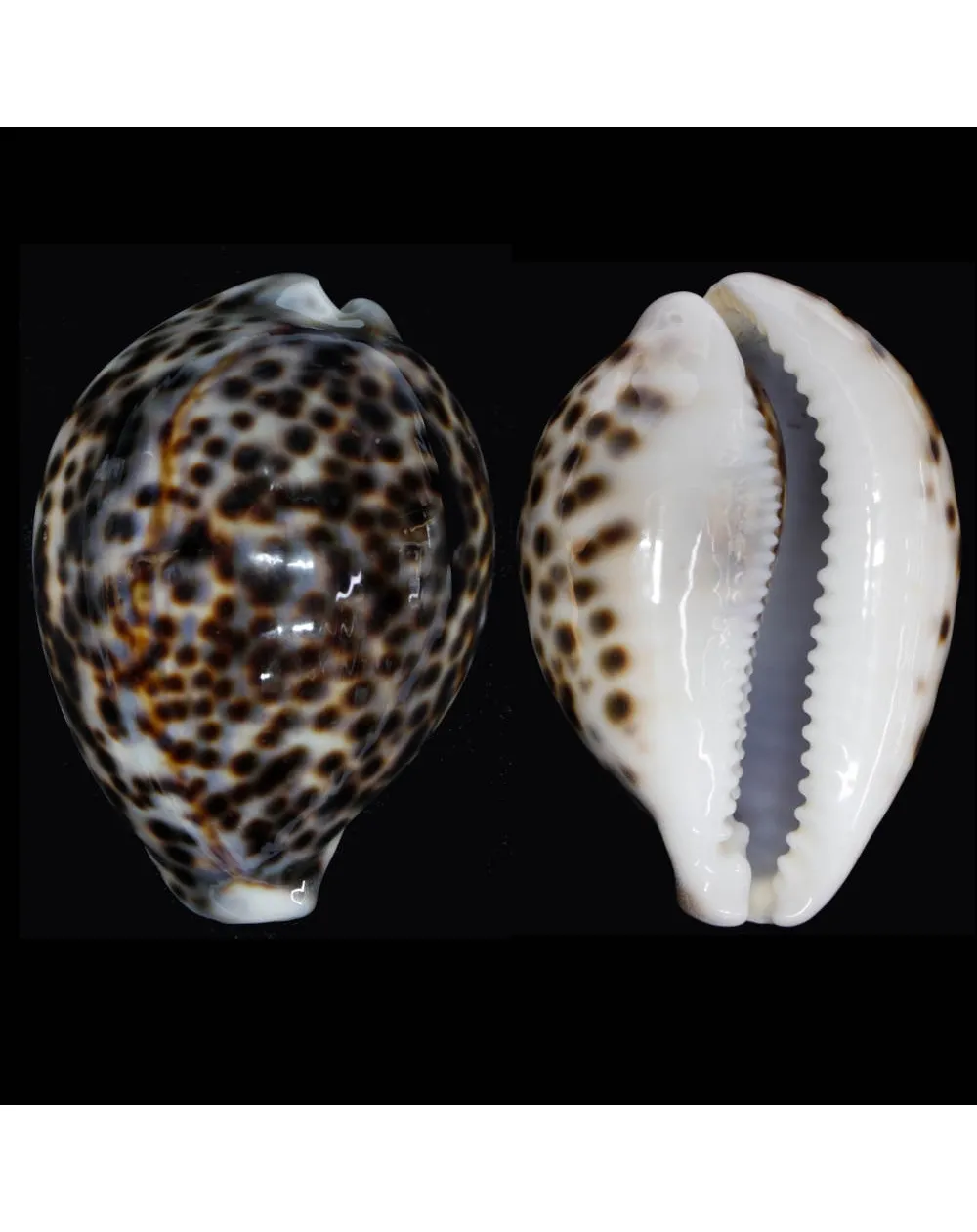Cypraea Tigris Tigris