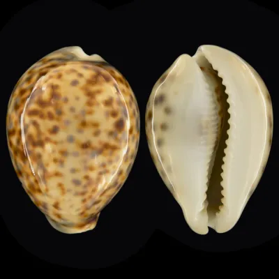 Cypraea Tigris Tigris