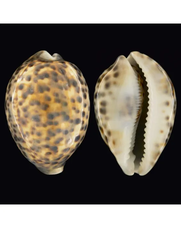 Cypraea Tigris Tigris