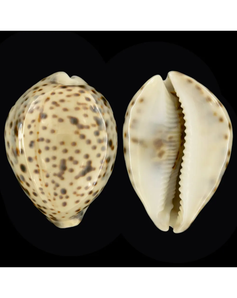 Cypraea Tigris Tigris