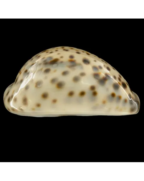 Cypraea Tigris Tigris