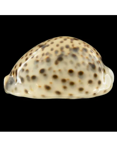 Cypraea Tigris Tigris
