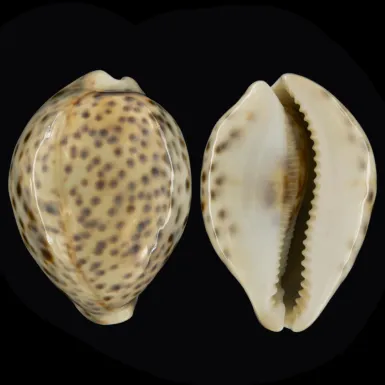 Cypraea Tigris Tigris