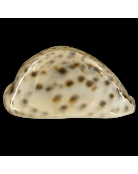 Cypraea Tigris Tigris