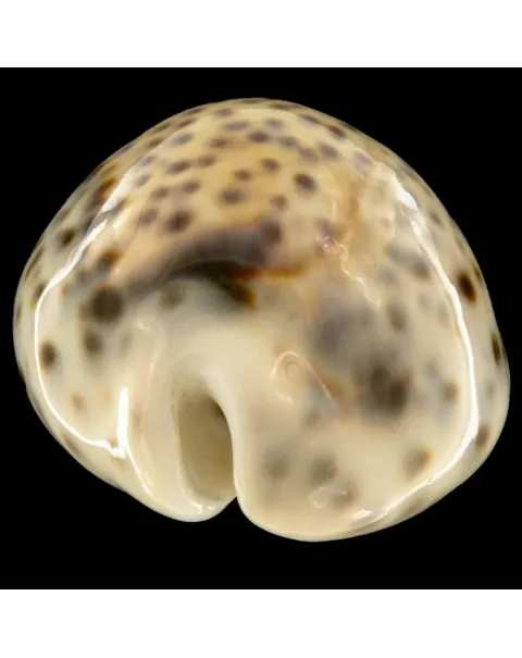 Cypraea Tigris Tigris