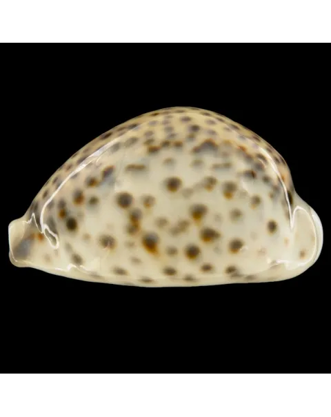 Cypraea Tigris Tigris