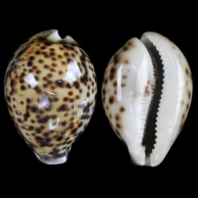 Cypraea Tigris Tigris