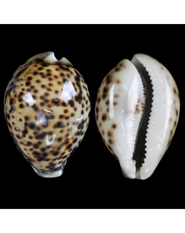 Cypraea Tigris Tigris