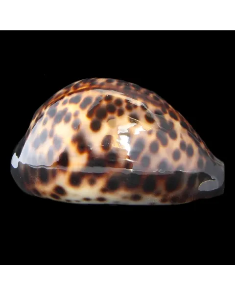 Cypraea Tigris 