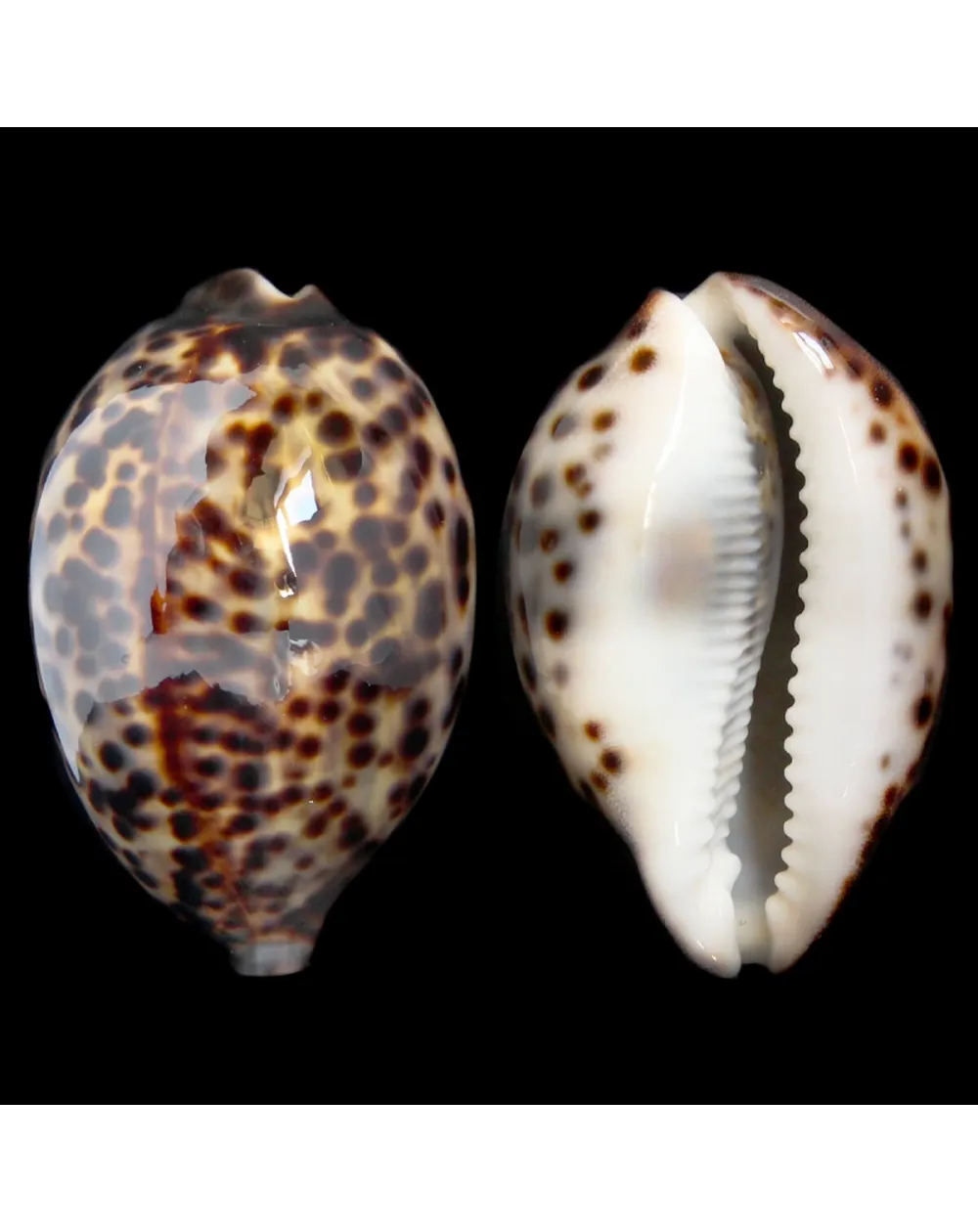 Cypraea Tigris 