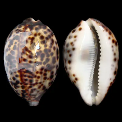 Cypraea Tigris 