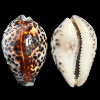 Cypraea Tigris 