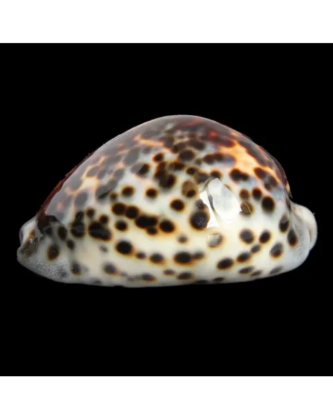 Cypraea Tigris 