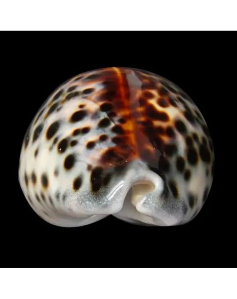 Cypraea Tigris 