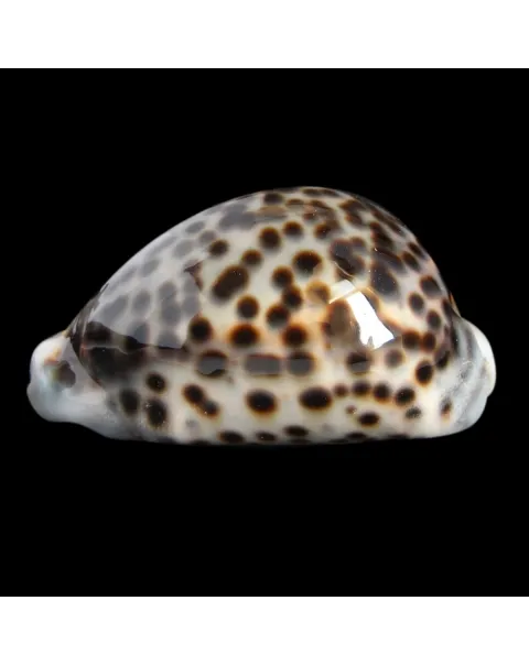 Cypraea Tigris 