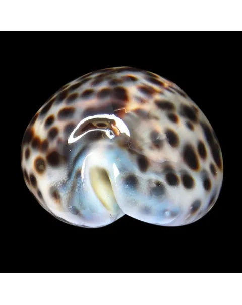 Cypraea Tigris 