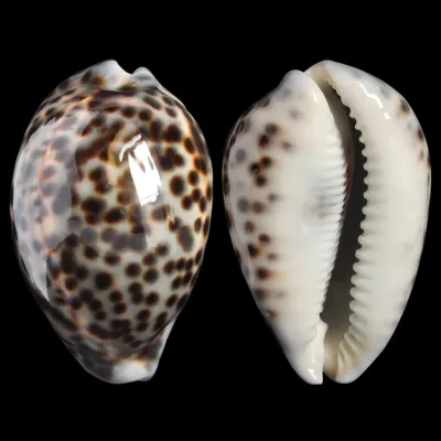Cypraea Tigris 